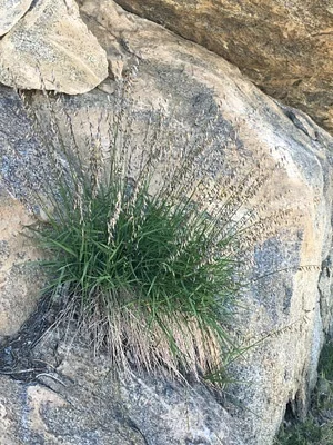 Photo of Melica stricta taken at Skedaddle Wilderness Study Area
