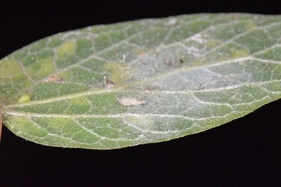 Photo of Celticecis supina taken at Wellsburg