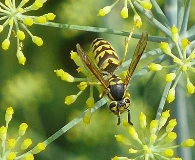 Photo of Western Yellowjacket (Vespula pensylvanica) taken at Kimball
