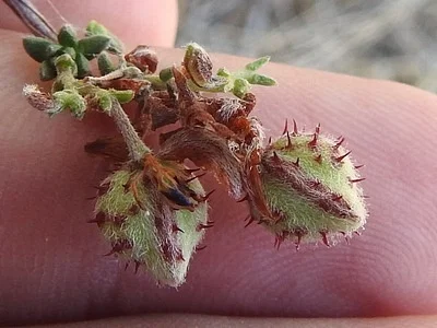 Photo of Krameria ramosissima taken at Lower Rio Grande Valley National Wildlife Refuge