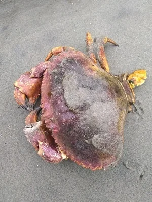 Photo of Jonah Crab (Cancer borealis) taken at Rural Community Of Campobello Island