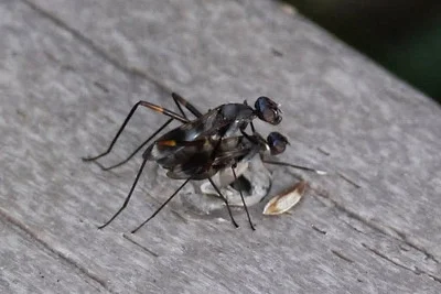 Photo of Taeniaptera trivittata taken at Suwannee River