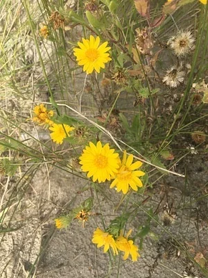 Photo of Rayjacksonia phyllocephala taken at Oso Bay Wetlands Preserve