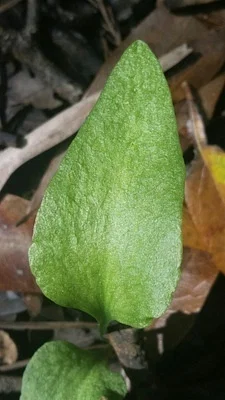 Photo of Ophioglossum petiolatum taken at Caracara Prairie Preserve