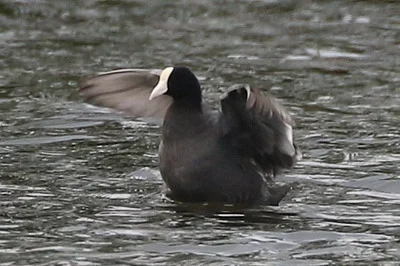 Photo of Fulica alai taken at Keālia Pond National Wildlife Refuge