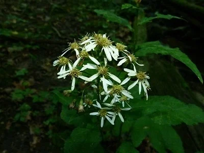 Photo of Beeweed (Symphyotrichum cordifolium) taken at Napier Lake