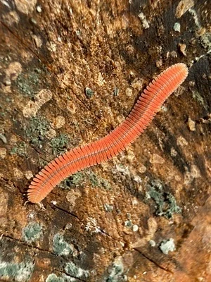 Photo of Brachycybe rosea taken at Forks Of Butte Creek Recreation Area