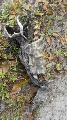 Photo of Green Iguana (Iguana iguana) taken at Margate