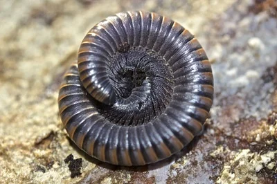 Photo of Paeromopus angusticeps taken at South Fork Eel River Wilderness