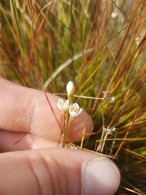 Photo of Bartonia verna taken at Twin Oaks Conservation Area