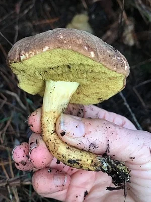 Photo of Xerocomus subtomentosus taken at Allenberg Bog Audubon Nature Preserve