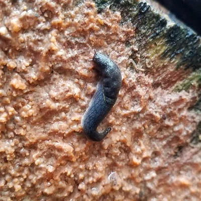 Photo of Prophysaon foliolatum taken at Schafer State Park
