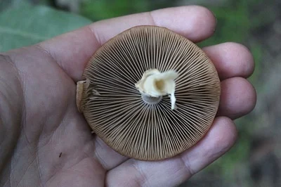 Photo of Psathyrella longipes taken at Nojoqui Falls County Park