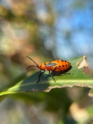 Photo of Lygaeid Bug (Oncopeltus aulicus) taken at Pompano Beach