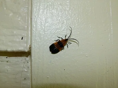 Photo of End Band Net-Winged Beetle (Calopteron terminale) taken at Hustburg