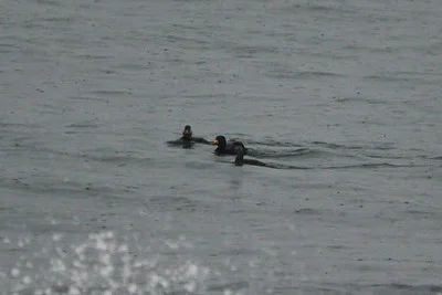 Photo of Black Scoter (Melanitta americana) taken at Jamestown
