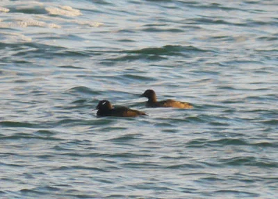 Photo of White-Winged Scoter (Melanitta deglandi) taken at Franklin