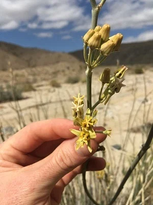 Photo of Asclepias subulata taken at Warm Springs Wilderness