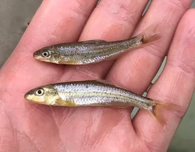 Photo of Macrhybopsis marconis taken at Karnes County