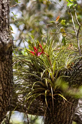 Photo of Giant Airplant (Tillandsia fasciculata) taken at Royal Pines Natural Area