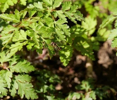 Photo of American Thintail Fly (Meliscaeva cinctella) taken at Mount Mansfield Natural Area