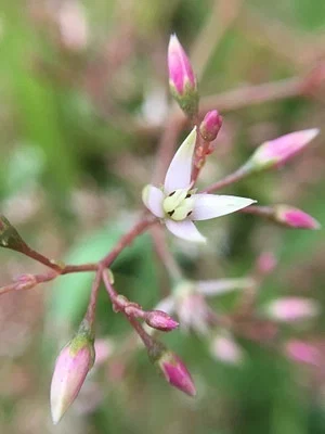 Photo of Cape Province Pygmyweed (Crassula multicava) taken at Tuolumne River Regional Park
