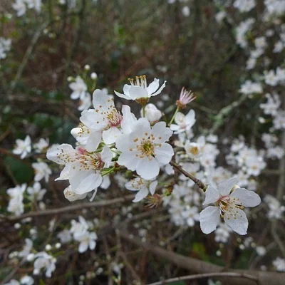Photo of Cherry Plum (Prunus cerasifera) taken at Cave Junction