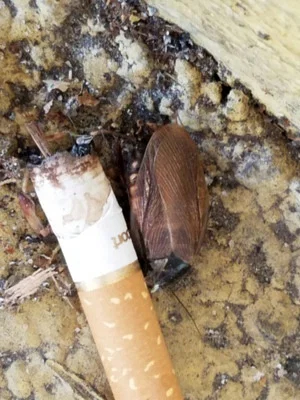Photo of Surinam Cockroach (Pycnoscelus surinamensis) taken at Buckingham Trails Preserve