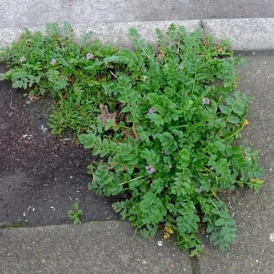 Photo of Musk Stork'S-Bill (Erodium moschatum) taken at Willows-glenn County Airport
