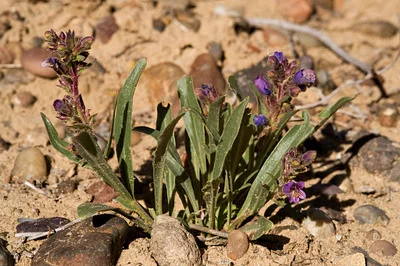 Photo of Penstemon breviculus taken at Lake Farmington Recreation Area