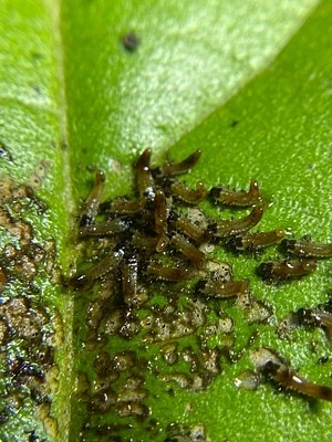 Photo of Eurypepla calochroma taken at Pompano Beach