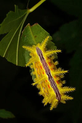 Photo of Parasa indetermina taken at Ping-sinking Valley Wildlife Management Area
