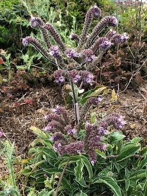 Photo of Phacelia californica taken at San Bruno Mountain State And County Park