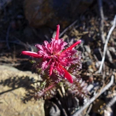 Photo of Indian Warrior (Pedicularis densiflora) taken at Grants Pass