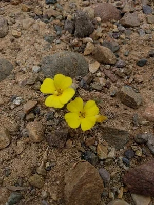 Photo of Camissoniopsis bistorta taken at James Dilley Greenbelt Preserve