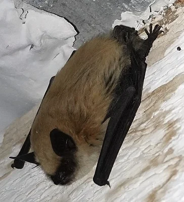 Photo of Ratonero Pigmeo (Myotis ciliolabrum) taken at Western Nebraska Regional Airport