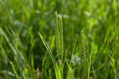 Photo of Crested Dogtail (Cynosurus cristatus) taken at Padilla Bay National Estuarine Research Reserve