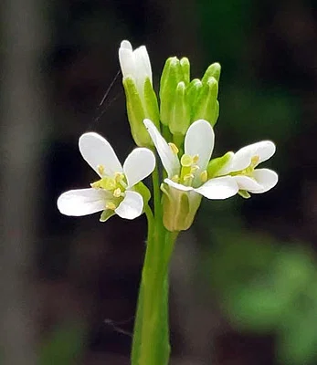 Photo of Slender Rockcress (Arabis pycnocarpa) taken at Lake Bailey Wildlife Sanctuary