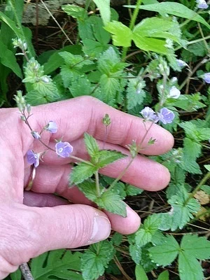 Photo of Bird'S-Eye (Veronica chamaedrys) taken at Gee Brook State Forest