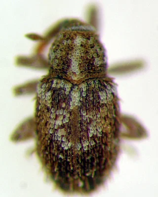 Photo of Sibinia setosa taken at Big Bend Of The Colorado State Recreation Area