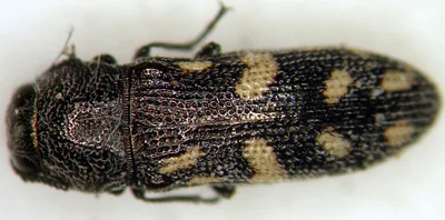 Photo of Acmaeoderopsis prosopis taken at Big Bend Of The Colorado State Recreation Area