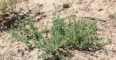 Photo of Seaside Lavender (Heliotropium curassavicum) taken at Pointe Aux Chenes State Wildlife Management Area
