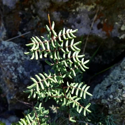Photo of Pellaea mucronata taken at Mokelumne Hill