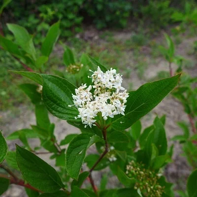 Photo of Redosier (Cornus sericea) taken at Willmar