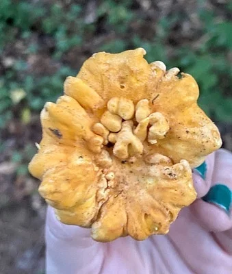 Photo of Smooth Chanterelle (Cantharellus lateritius) taken at Stratton Brook State Park