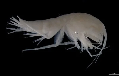 Photo of Stygobromus doughertyensis taken at Southwest Georgia Regional Airport