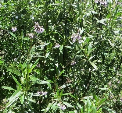 Photo of Eriodictyon californicum taken at Hite Cove