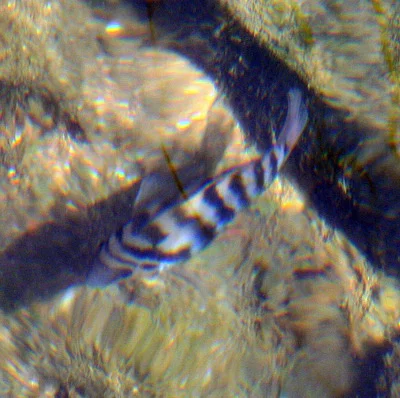 Photo of Amatitlania nigrofasciata taken at Greenwood Urban Wetlands