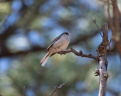 Photo of Junco phaeonotus taken at Oracle State Park