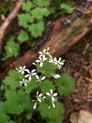 Photo of Boykinia occidentalis taken at Olympic Wildlife Area